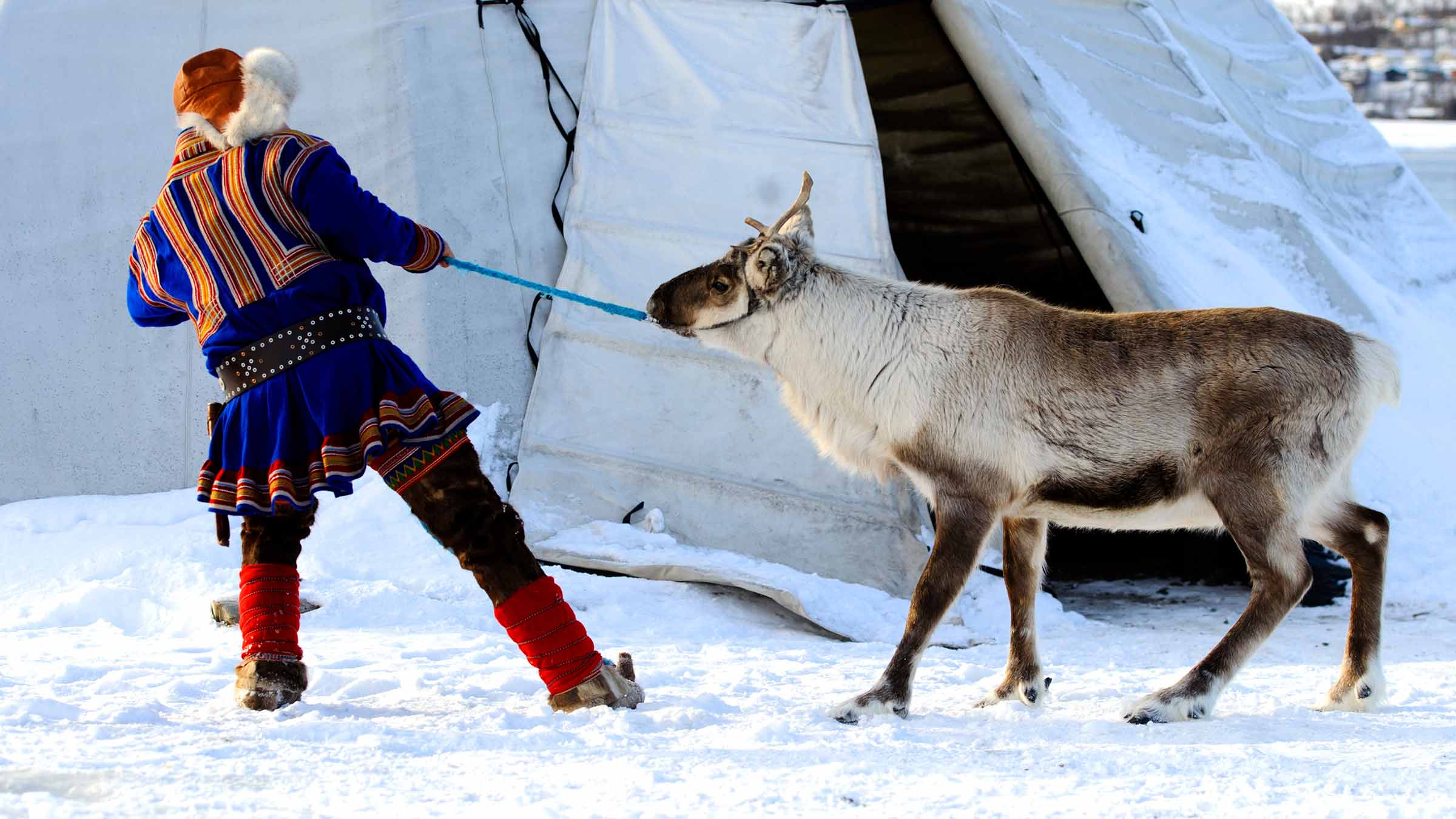 Sámi in traditional clothing leading a young reindeer in Lapland