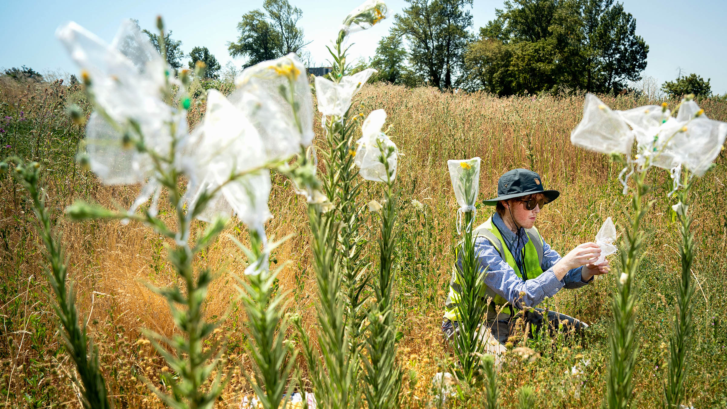Student examining flowering plants during pollinator field research